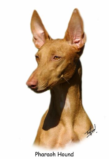Pharaoh Hound 9P003D-60.jpg